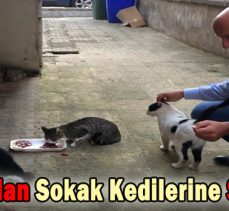 Başaran’dan Sokak Kedilerine Şevkat Eli