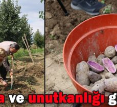 Mor patates, ilk kez topraktan çıkarıldı