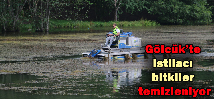 Gölcük’te istilacı bitkiler temizleniyor