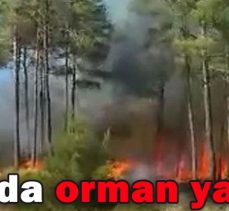 Bolu’da orman yangını