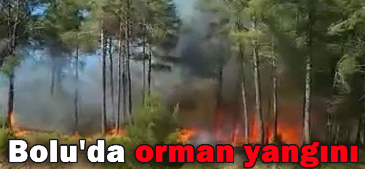 Bolu’da orman yangını