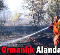 Bolu’da Ormanlık Alanda Yangın