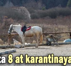 Abant’ta 8 at karantinaya alındı