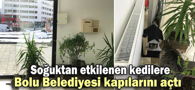 Soğuktan etkilenen kedilere Bolu Belediyesi kapılarını açtı