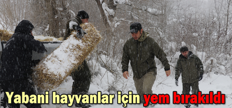 Yabani hayvanlar için yem bırakıldı