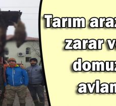 Tarım arazilerine zarar veren domuzlar avlandı