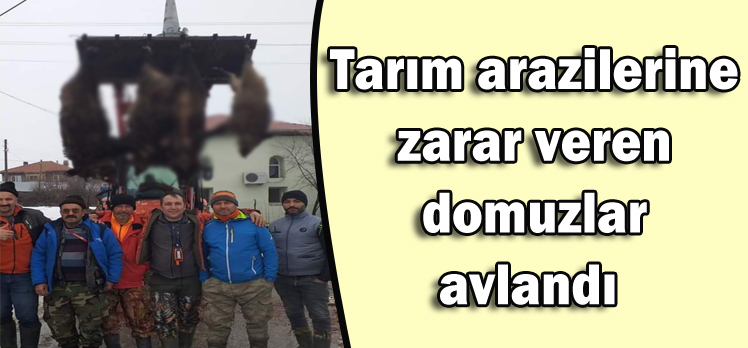 Tarım arazilerine zarar veren domuzlar avlandı