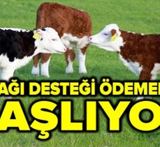 BOLU’DA BUZAĞI DESTEK ÖDEMELERİ BAŞLIYOR