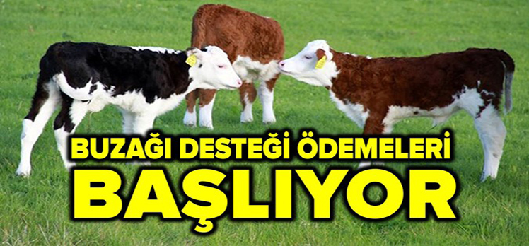 BOLU’DA BUZAĞI DESTEK ÖDEMELERİ BAŞLIYOR