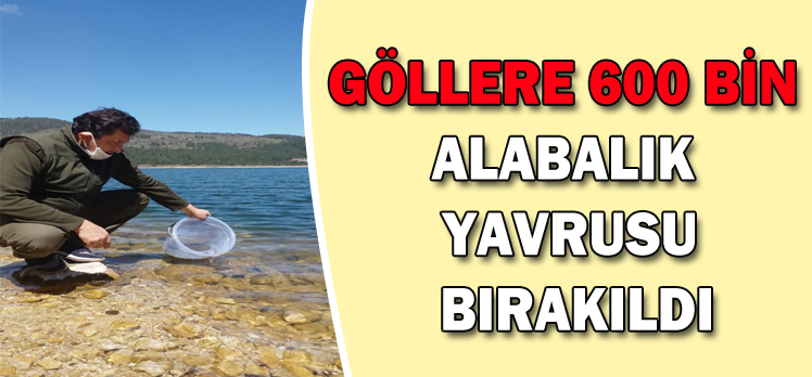 GÖLLERE 600 BİN ALABALIK YAVRUSU BIRAKILDI