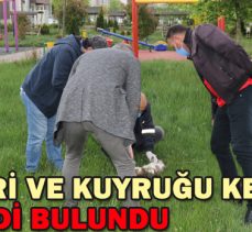 Bolu’da patileri ve kuyruğu kesik ölü kedi bulundu