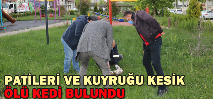 Bolu’da patileri ve kuyruğu kesik ölü kedi bulundu