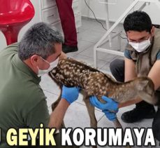 YAVRU GEYİK KORUMAYA ALINDI