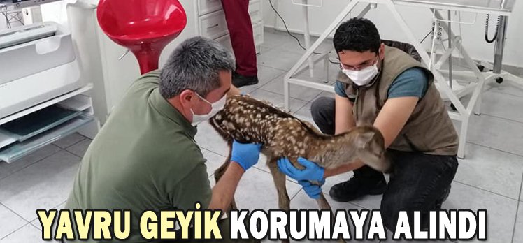 YAVRU GEYİK KORUMAYA ALINDI