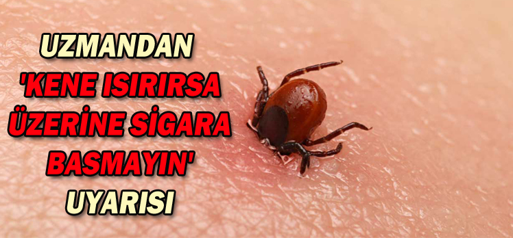 Uzmandan ‘kene ısırırsa üzerine sigara basmayın’ uyarısı