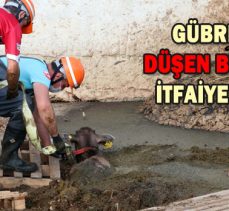 GÜBRE YIĞININA  DÜŞEN BUZAĞILARI    İTFAİYE KURTARDI