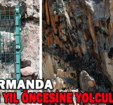 Fosil ormanda 19 milyon yıl öncesine yolculuk