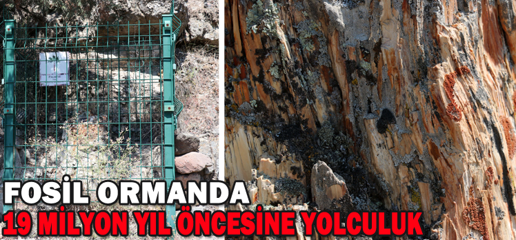 Fosil ormanda 19 milyon yıl öncesine yolculuk