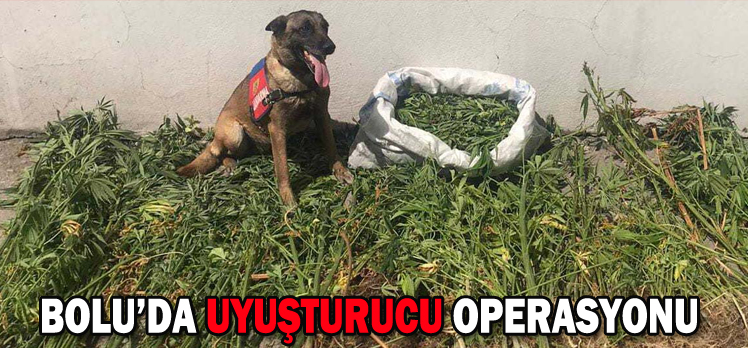 BOLU’DA UYUŞTURUCU OPERASYONU