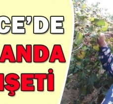 DÜZCE’DE MAGANDA DEHŞETİ