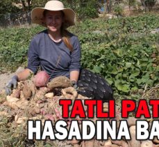 TATLI PATATESİN HASADINA BAŞLANDI