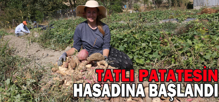 TATLI PATATESİN HASADINA BAŞLANDI