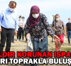 Bolu’da ikiyüz yıldır korunan ıspanak tohumları toprakla buluştu