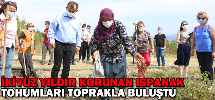 Bolu’da ikiyüz yıldır korunan ıspanak tohumları toprakla buluştu