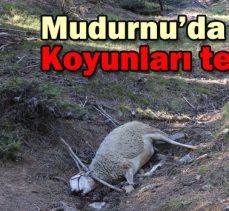 Mudurnu’da kurtlar Koyunları telef etti