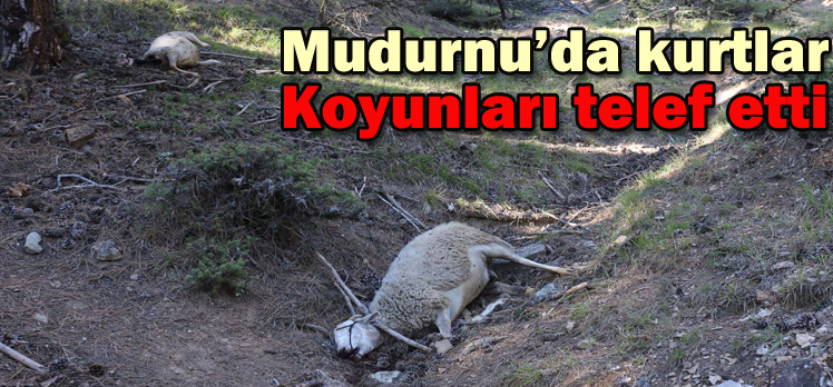 Mudurnu’da kurtlar Koyunları telef etti