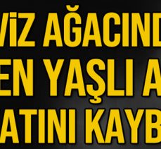 CEVİZ AĞACINDAN DÜŞEN YAŞLI ADAM HAYATINI KAYBETTİ