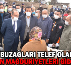 Yangında Buzağıları Telef Olan Köylülerin Mağduriyetleri Giderildi