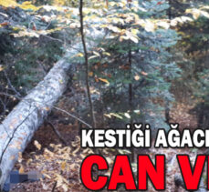 KESTİĞİ AĞACIN ALTINDA CAN VERDİ