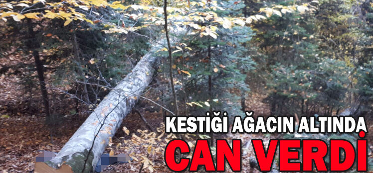 KESTİĞİ AĞACIN ALTINDA CAN VERDİ