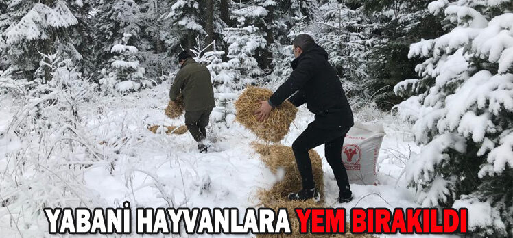 YABANİ HAYVANLARA YEM BIRAKILDI