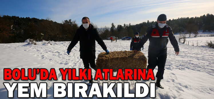 BOLU’DA YILKI ATLARINA YEM BIRAKILDI