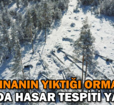 FIRTINANIN YIKTIĞI ORMANLIK ALANDA HASAR TESPİTİ YAPILDI