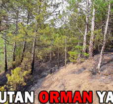 KORKUTAN ORMAN YANGINI