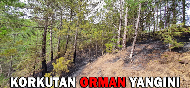 KORKUTAN ORMAN YANGINI