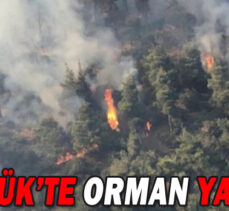 GÖYNÜK’TE ORMAN YANGINI