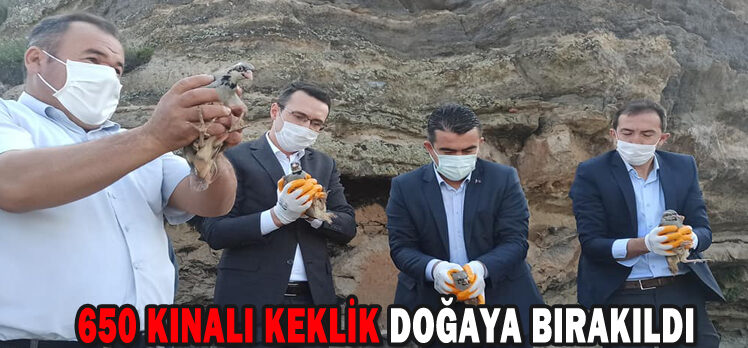 650 KINALI KEKLİK DOĞAYA BIRAKILDI