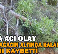 DEVRİLEN AĞACIN ALTINDA CAN VERDİ