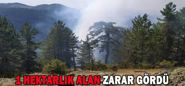 1 HEKTARLIK ALAN ZARAR GÖRDÜ