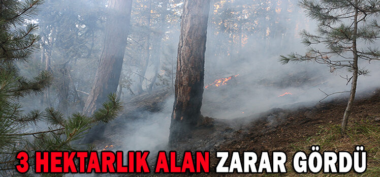 3 HEKTARLIK ALAN ZARAR GÖRDÜ