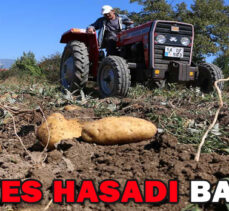 PATATES HASADI BAŞLADI