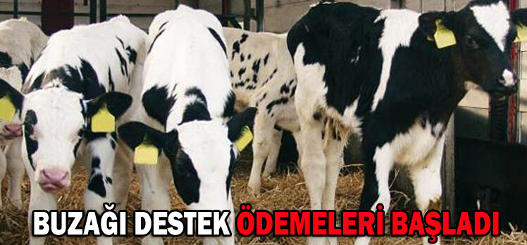 BUZAĞI DESTEK ÖDEMELERİ BAŞLADI